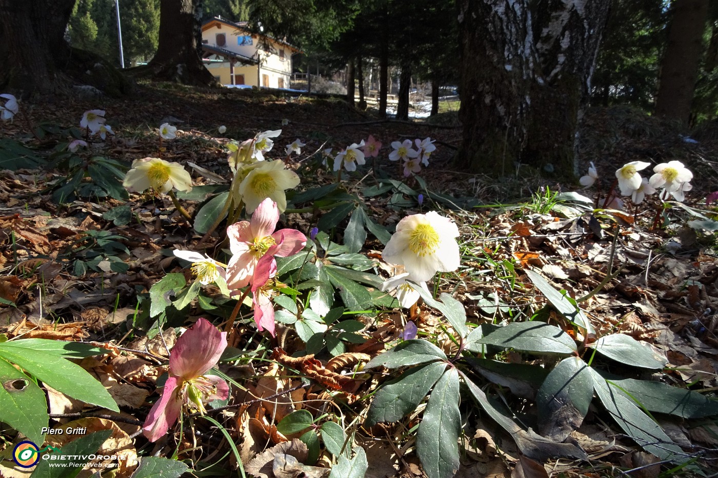 46 Festa di ellebori in fiore alla Baita Alpini.JPG